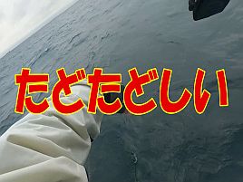 マダイのハリスだけどうして10メートルと極端に長いのか？