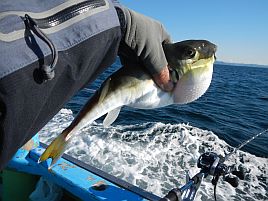 久里浜沖7時間耐久マダイ魚信なし地獄にもがき苦しんだ