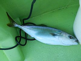 久里浜沖7時間耐久マダイ魚信なし地獄にもがき苦しんだ