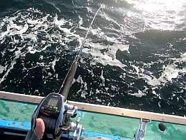 あわや2釣行連続でクーラー空！　オニカサゴみくじは小吉