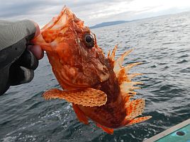 あわや2釣行連続でクーラー空！　オニカサゴみくじは小吉