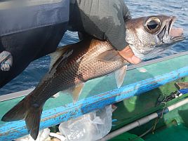 満足サイズも2匹。深場五目初戦はクロムツ6匹でえっへん