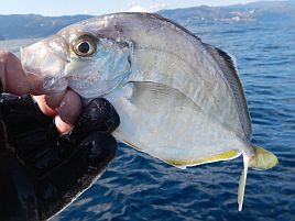 午前は船中1匹の報に暗澹とするもカイワリ15匹でえっへん