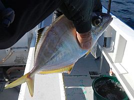 午前は船中1匹の報に暗澹とするもカイワリ15匹でえっへん