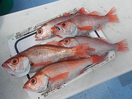 カイワリの次に美味しい魚は…久しぶりにアカムツに行く