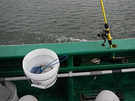 釣れども釣れども手乗りカサゴで…俺の心は木っ端微塵！