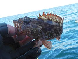 釣れども釣れども手乗りカサゴで…俺の心は木っ端微塵！