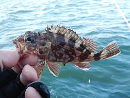 釣れども釣れども手乗りカサゴで…俺の心は木っ端微塵！