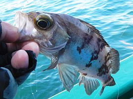 釣れども釣れども手乗りカサゴで…俺の心は木っ端微塵！