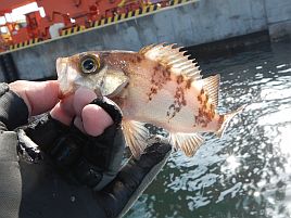 釣れども釣れども手乗りカサゴで…俺の心は木っ端微塵！