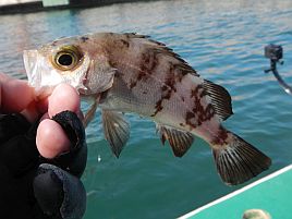 釣れども釣れども手乗りカサゴで…俺の心は木っ端微塵！