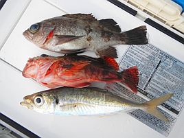 釣れども釣れども手乗りカサゴで…俺の心は木っ端微塵！