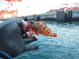 釣れども釣れども手乗りカサゴで…俺の心は木っ端微塵！