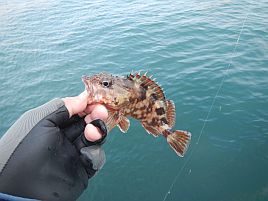 釣れども釣れども手乗りカサゴで…俺の心は木っ端微塵！