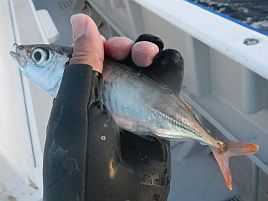 カイワリ終了間際によく釣れるアカアジ…美味しい魚みたい