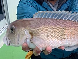 一俊丸狙い撃ちシロアマダイが釣れててめっちゃ気になる