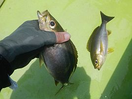 復活の日釣行。まずはめでタイ、あとはひたすらイサキで…