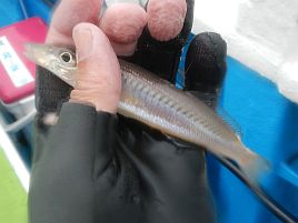 和彦丸キス・アジリレーで東京湾二大釣魚に再入門してきた