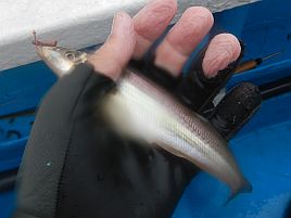 和彦丸キス・アジリレーで東京湾二大釣魚に再入門してきた