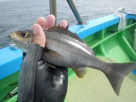 推しは剣崎でしょ、と沖の瀬イサキに塩対応されてしまい…