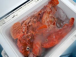 2022年は高級魚三昧。今週末は富戸にオニカサゴ釣りへ