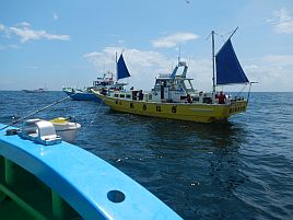 気まぐれな剣崎沖イサキに翻弄されるのもいと嬉しで35匹♪