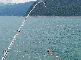 ほぼ初体験タイラバでタツノオトシゴ＋カイワリなんとか2匹