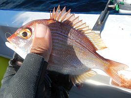 カイワリにというより暑さに負けて三目6匹だけでしょんぼり