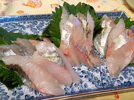 ヒラソウダ…こんな美味い魚が釣れ盛る伊豆の海恐るべし