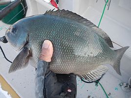 テンビンが連続で折れるって…肝心の二目は抜きで八目!!