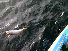 高級魚は運次第？　本日の釣魚居酒屋へたはアジ専門店