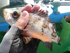 高級魚は運次第？　本日の釣魚居酒屋へたはアジ専門店