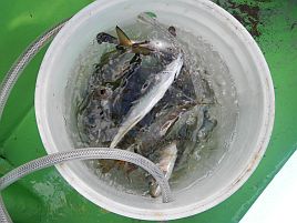 高級魚は運次第？　本日の釣魚居酒屋へたはアジ専門店