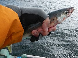 高級魚は運次第？　本日の釣魚居酒屋へたはアジ専門店