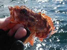 高級魚は運次第？　本日の釣魚居酒屋へたはアジ専門店