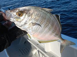 久しぶりの宇佐美沖はカイワリ9匹込みで五目15匹と満足♪