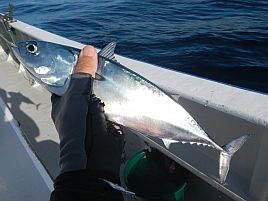 久しぶりの宇佐美沖はカイワリ9匹込みで五目15匹と満足♪