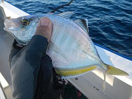 久しぶりの宇佐美沖はカイワリ9匹込みで五目15匹と満足♪