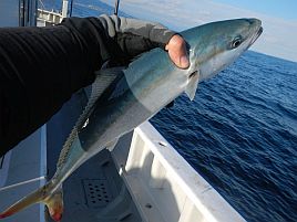 久しぶりの宇佐美沖はカイワリ9匹込みで五目15匹と満足♪