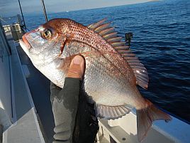 久しぶりの宇佐美沖はカイワリ9匹込みで五目15匹と満足♪