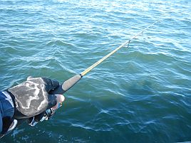 初釣り2021は東京湾癒しのアジ＆シロギス。胴突き面白い