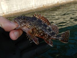 春の海に癒し求め午前メバル・午後アジでひねもすリレー♪