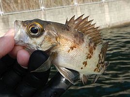 春の海に癒し求め午前メバル・午後アジでひねもすリレー♪