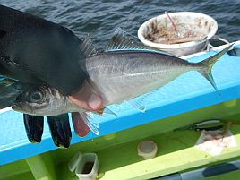 春の海に癒し求め午前メバル・午後アジでひねもすリレー♪