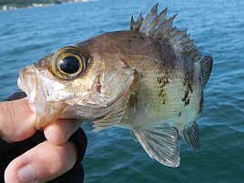 強風の間隙縫って午前メバル。煮付け4匹含む19匹で満足