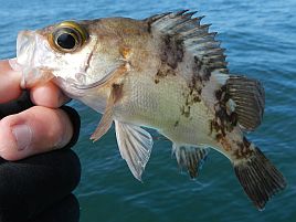 強風の間隙縫って午前メバル。煮付け4匹含む19匹で満足