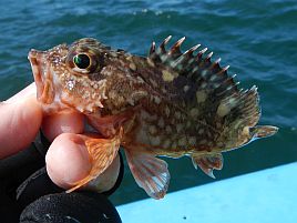 強風の間隙縫って午前メバル。煮付け4匹含む19匹で満足