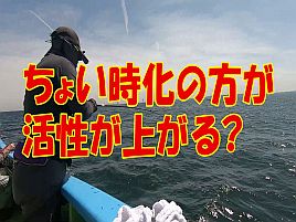 【動画】良型込みで一荷が乱舞して気持ちよすぎる春メバル