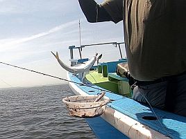 八景沖で小中アジほぼ入れ食い。アカクラゲさえいなければ