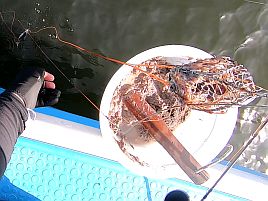 八景沖で小中アジほぼ入れ食い。アカクラゲさえいなければ